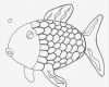 Fische Zeichnen Vorlagen Cool Ausmalbilder Regenbogenfisch Tiere Zum Ausmalen