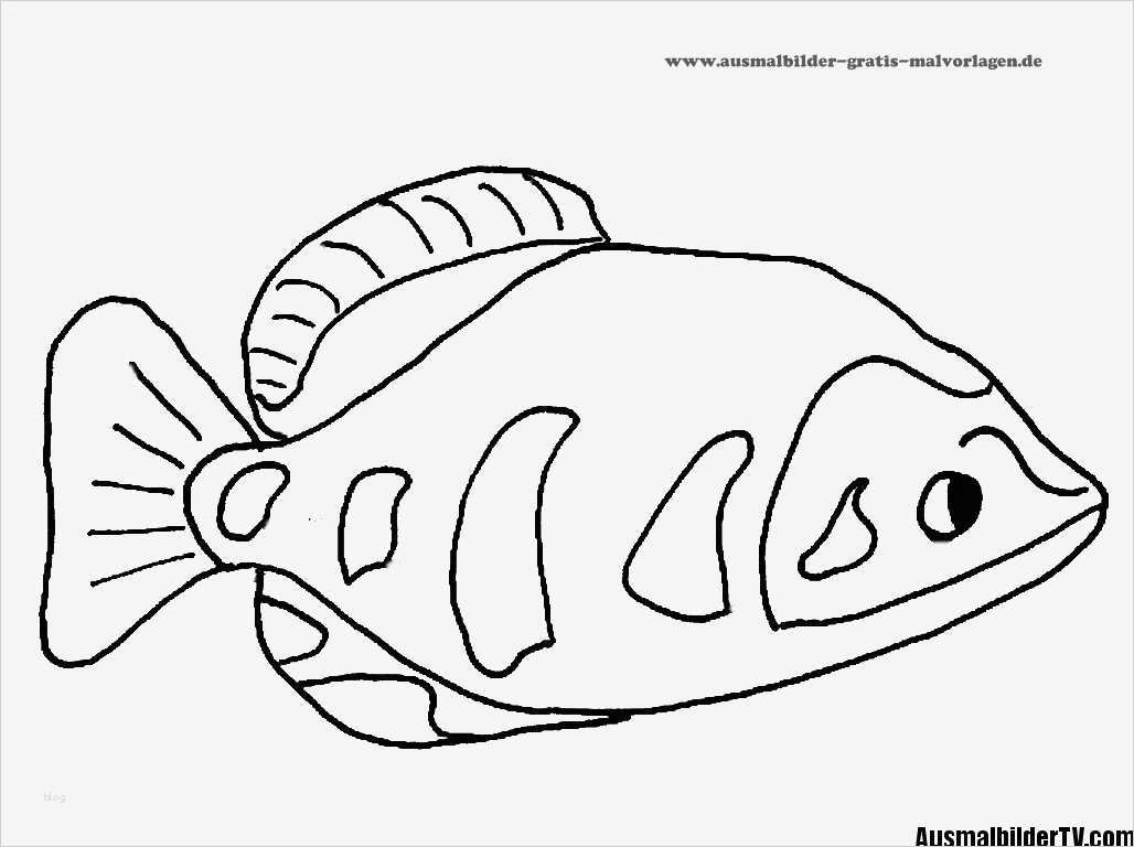 Fische Zeichnen Vorlagen Elegant Ausmalbilder Fische