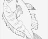 Fische Zeichnen Vorlagen Erstaunlich Fisch Malvorlagen Fish Pinterest