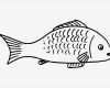Fische Zeichnen Vorlagen Erstaunlich Malvorlage Fisch