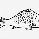 Fische Zeichnen Vorlagen Erstaunlich Malvorlage Fisch
