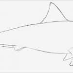 Fische Zeichnen Vorlagen Großartig Einen Hai Zeichnen Lernen