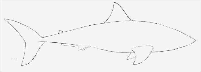 Fische Zeichnen Vorlagen Großartig Einen Hai Zeichnen Lernen
