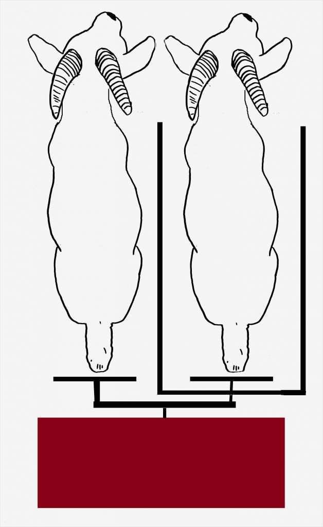 Fotomasken Vorlage Hübsch atemberaubend Ziege Maske Vorlage Zeitgenössisch Entry