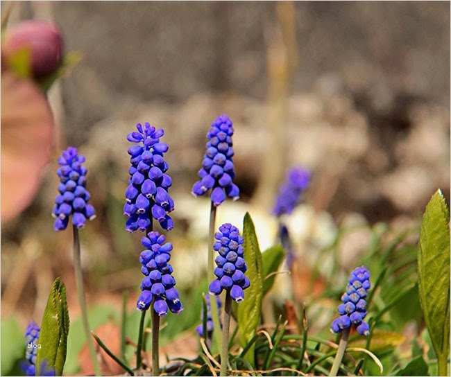 Fotomasken Vorlage Hübsch Ellen S