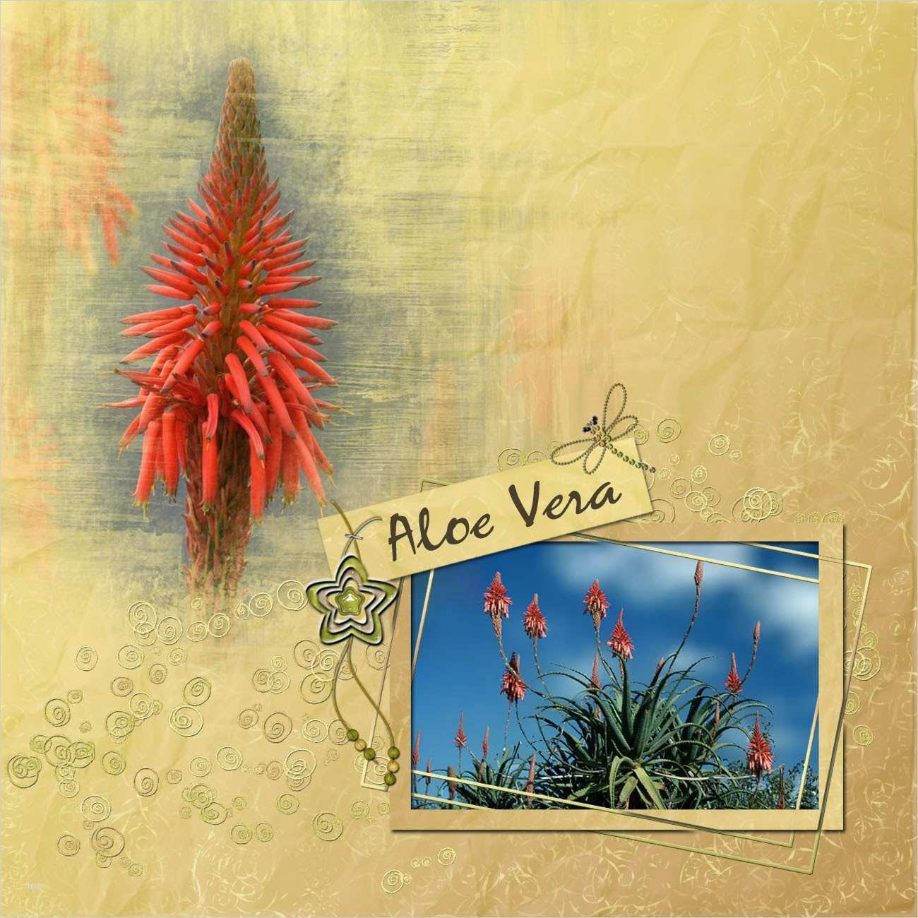 Fotomasken Vorlage Schön Ellen S Scrapbooking 6