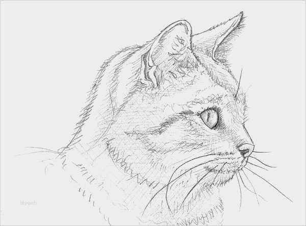 Geschäftsführervertrag Ug Vorlage Inspiration 55 Neu 3d Zeichnen Vorlagen Abbildung