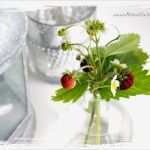 Grappa Etiketten Vorlagen Beste Etiketten Vorlagen Kostenlos Zum Ausdrucken