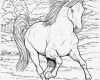 Gutschein Reiten Vorlage Erstaunlich Ausmalbilder Pferde 16