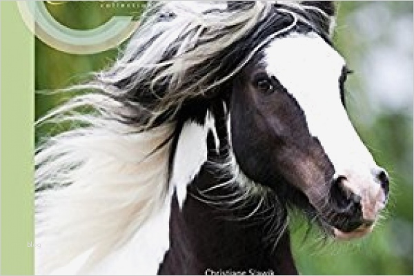 Gutschein reiten vorlage kostenlos passat preise