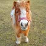 Gutschein Reiten Vorlage Wunderbar Training Für Ihr Pferd Achtsames Reiten Regensburg