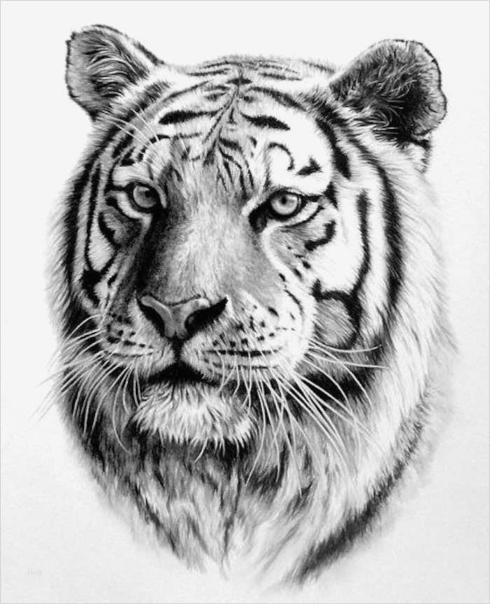 Haudegen Tattoo Vorlage Schön 1001 Ultra Coole Tiger Tattoo Ideen Zur Inspiration