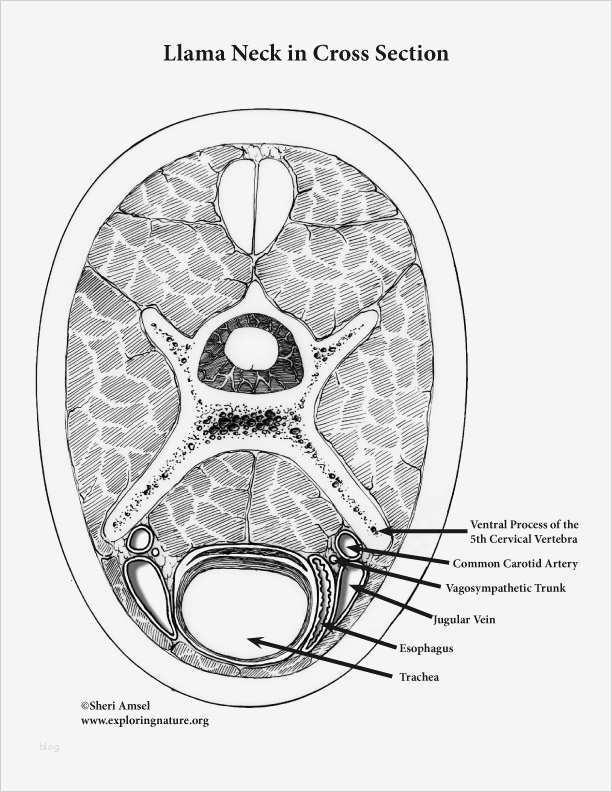 Hnee Powerpoint Vorlage Elegant Drawing Blood Diagram Choice Image How to Guide and Refrence