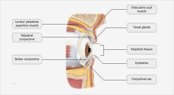 Hnee Powerpoint Vorlage Luxus Diagram the Eye Ap Psychology Image Collections How