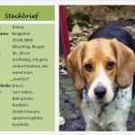 Hund Vorlage Beste Tierisches Zeigt Her Eure Lieblinge Runde 16