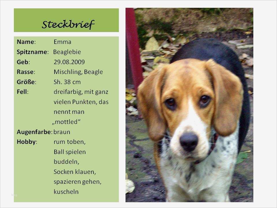 Hund Vorlage Beste Tierisches Zeigt Her Eure Lieblinge Runde 16