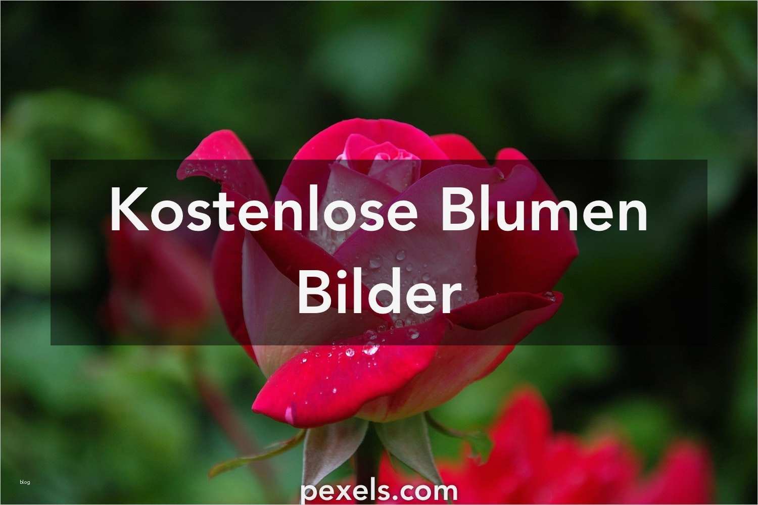 Instagram Biografie Vorlagen Zum Kopieren Genial Blumenbilder · Pexels · Kostenlose Stock Fotos