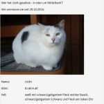 Katze Vermisst Vorlage Angenehm Tierschutzverein Im Landkreis Biberach E V Katzen Seit 2016