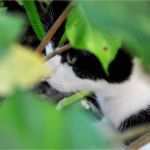 Katze Vermisst Vorlage Best Of Gemütlich Vermissten Template Bilder Bilder Für Das