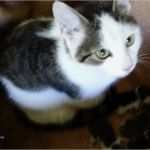 Katze Vermisst Vorlage Best Of Katze Vermisst Aus Korneuburg