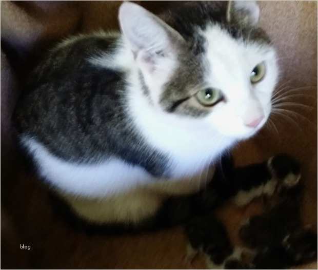 Katze Vermisst Vorlage Best Of Katze Vermisst Aus Korneuburg