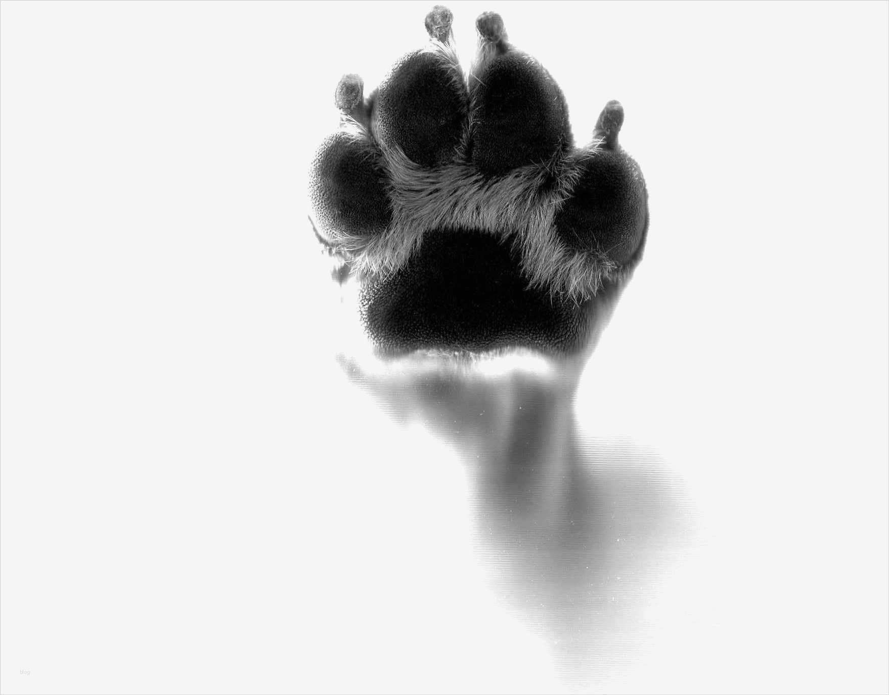 Katze Vermisst Vorlage Cool Schön Hund Pfote Vorlage Fotos Entry Level Resume