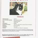 Katze Vermisst Vorlage Cool Tiere Als Vermisst Melden