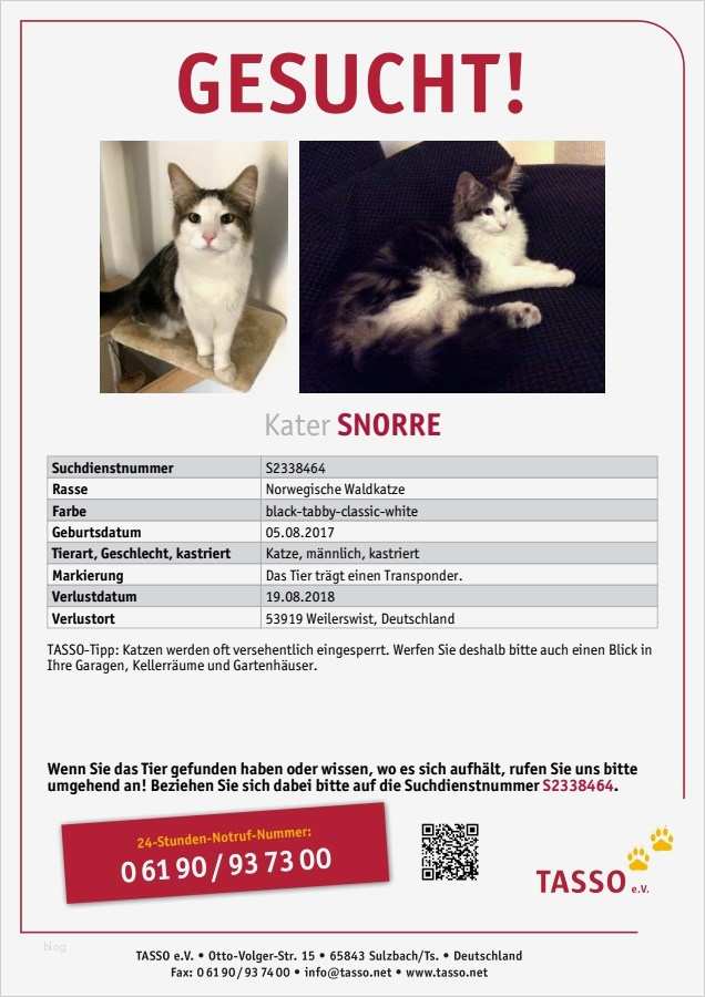 Katze Vermisst Vorlage Erstaunlich Gemütlich Vermissten Template Bilder Bilder Für Das