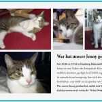 Katze Vermisst Vorlage Erstaunlich Katzen