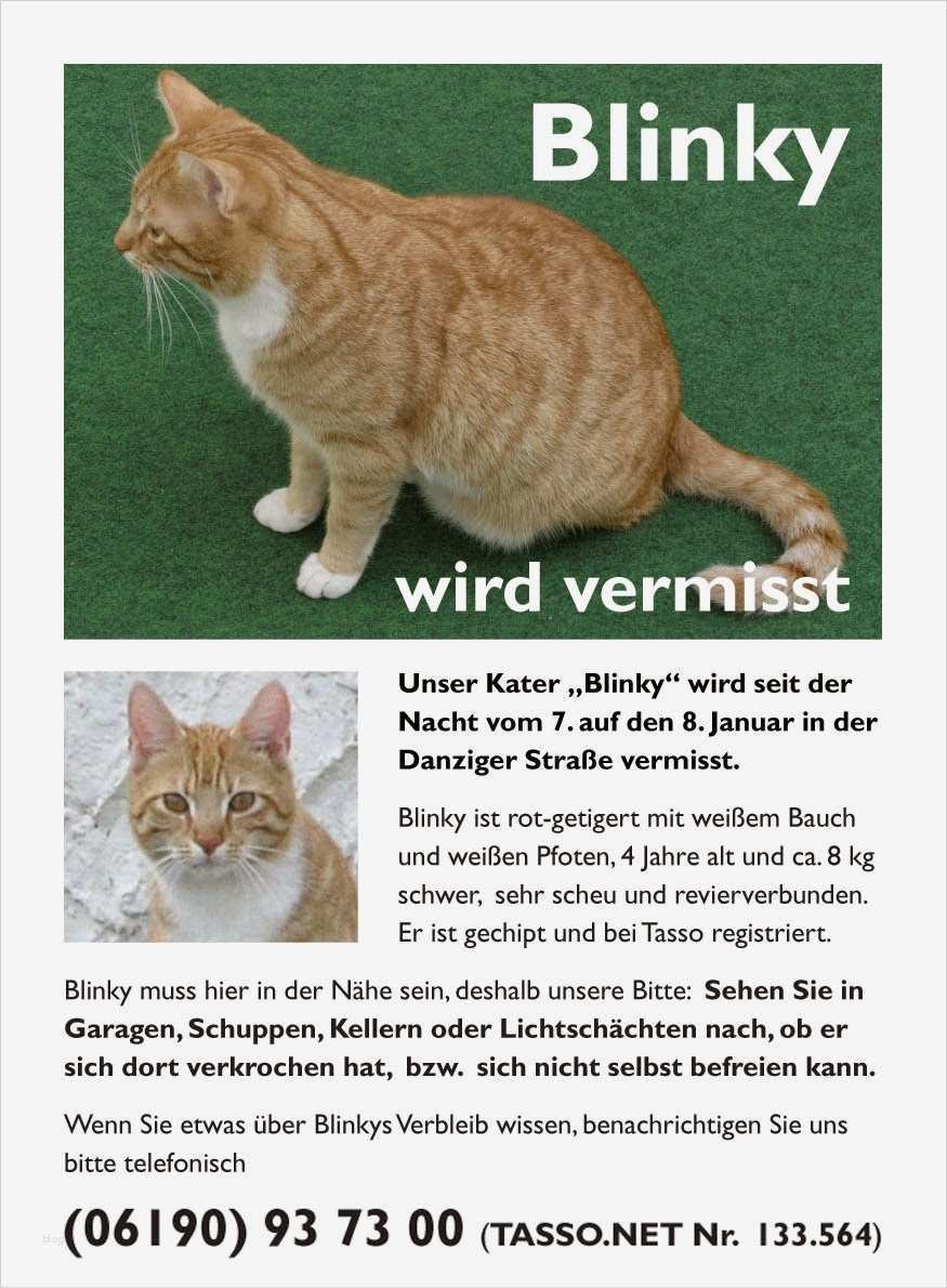 Katze Vermisst Vorlage Erstaunlich Tierarztpraxis Gusborn Dr Reinhard Goy "blinky" Aus
