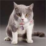 Katze Vermisst Vorlage Erstaunlich Ungewöhnlich Haustier Verloren Vorlage Zeitgenössisch