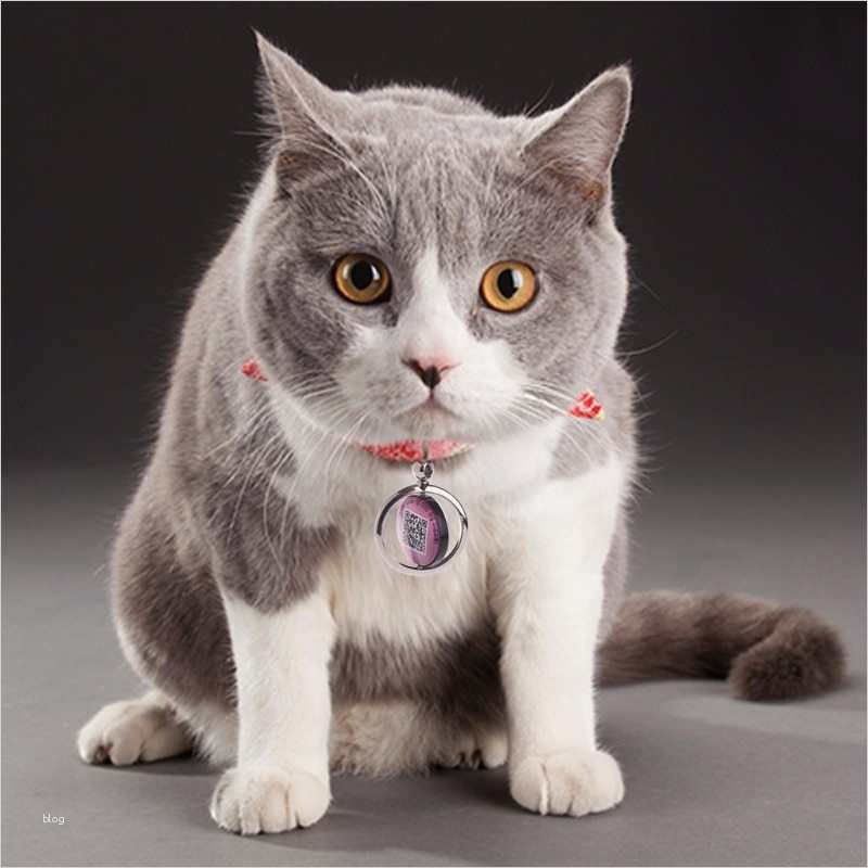 Katze Vermisst Vorlage Erstaunlich Ungewöhnlich Haustier Verloren Vorlage Zeitgenössisch