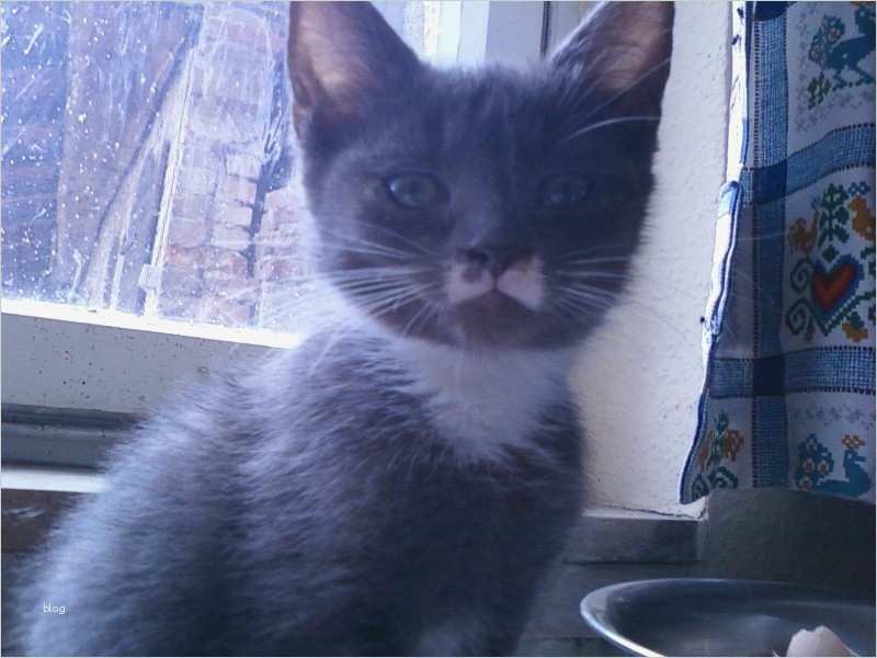 Katze Vermisst Vorlage Erstaunlich Zum Gedenken Tierschutzhofs Webseite