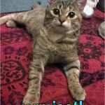 Katze Vermisst Vorlage Fabelhaft Vermisst Katze Lilith Geb April 2015 Grau Igert Mit