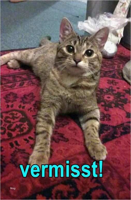 Katze Vermisst Vorlage Fabelhaft Vermisst Katze Lilith Geb April 2015 Grau Igert Mit