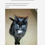 Katze Vermisst Vorlage Großartig Katze Vermisst 2017 Aktuell Page 001