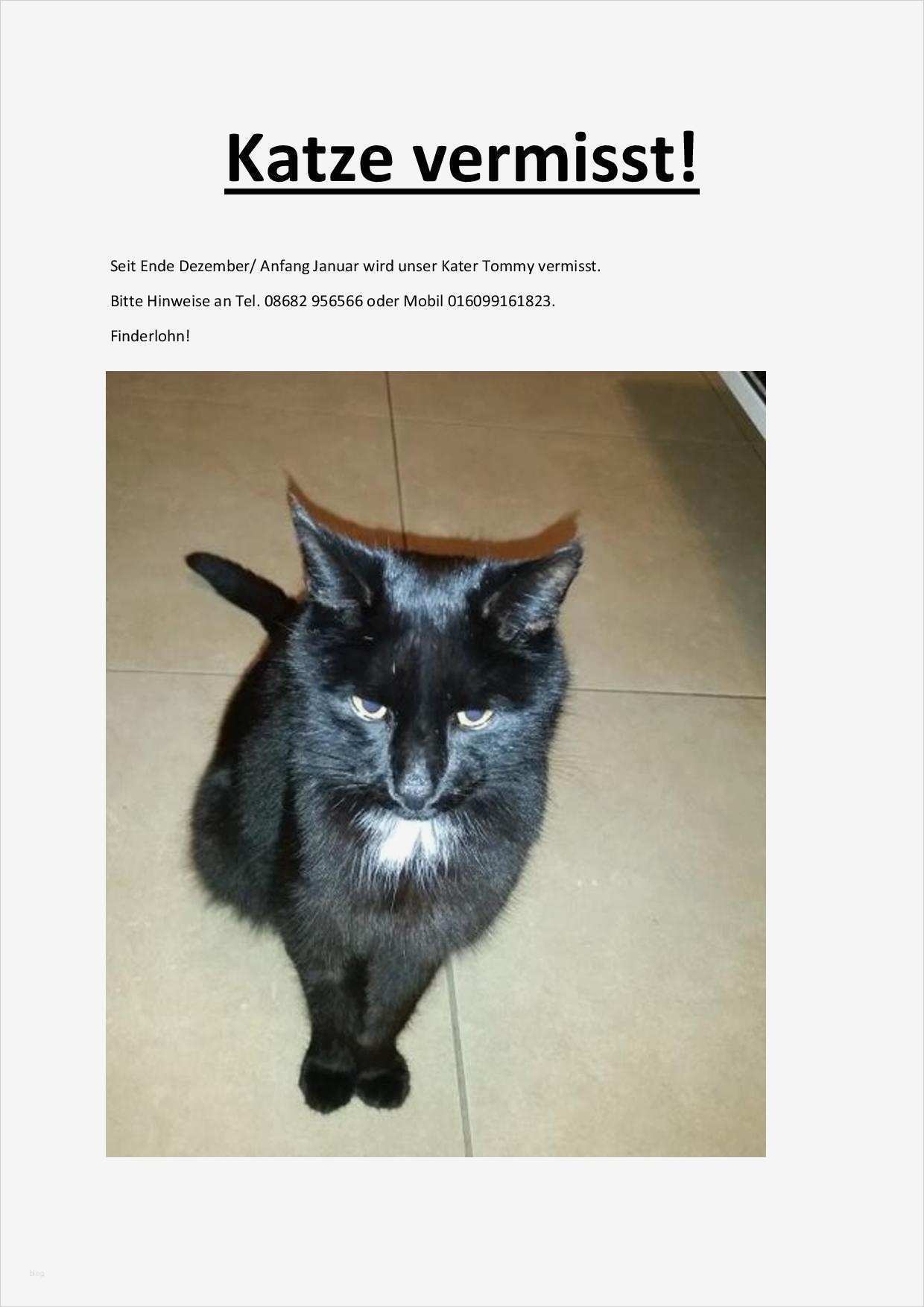 Katze Vermisst Vorlage Großartig Katze Vermisst 2017 Aktuell Page 001