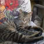 Katze Vermisst Vorlage Großartig Zum Gedenken Tierschutzhofs Webseite