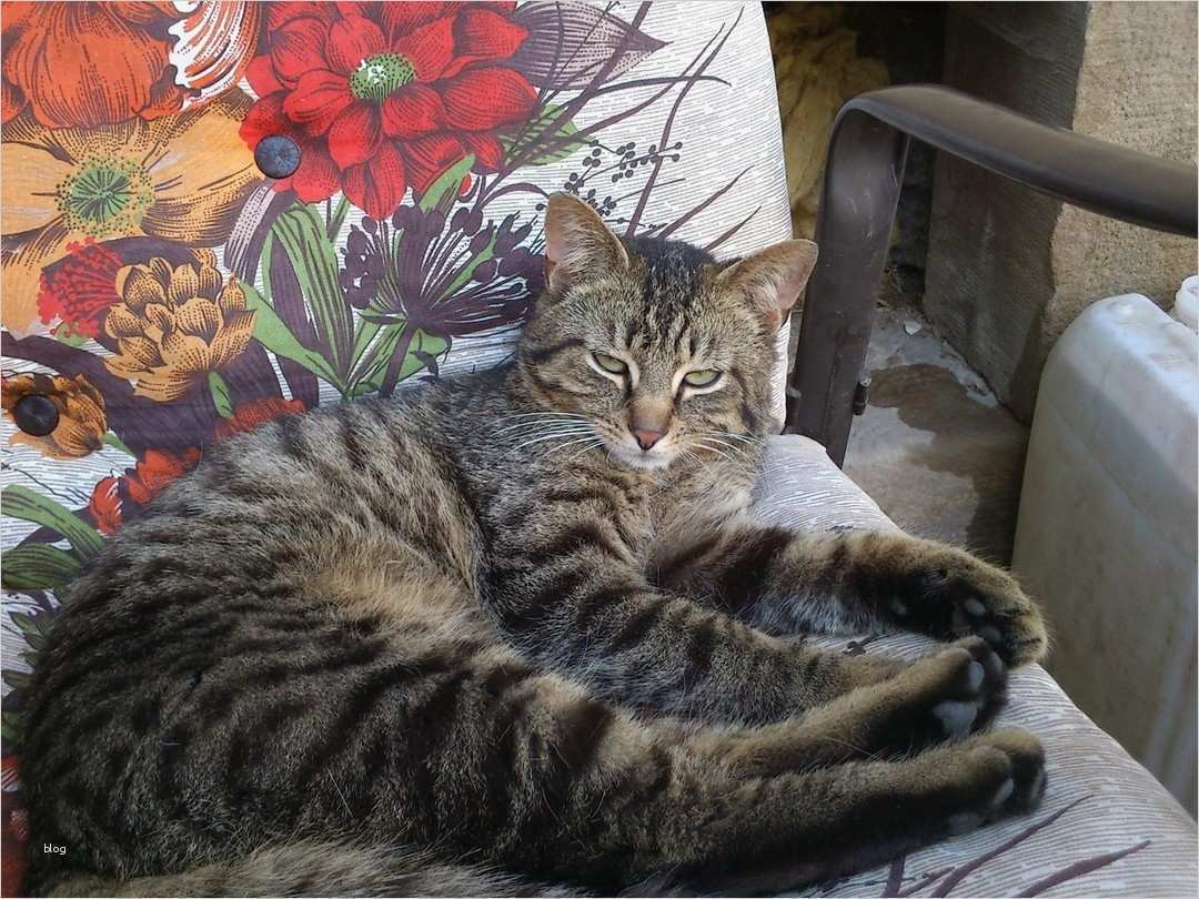 Katze Vermisst Vorlage Großartig Zum Gedenken Tierschutzhofs Webseite