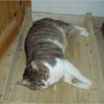 Katze Vermisst Vorlage Großartig Zum Gedenken Tierschutzhofs Webseite