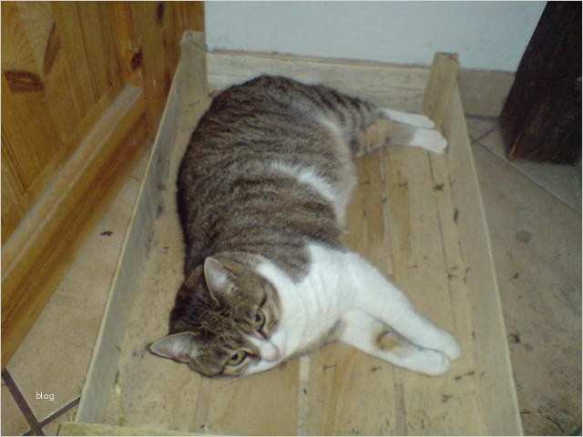 Katze Vermisst Vorlage Großartig Zum Gedenken Tierschutzhofs Webseite