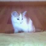 Katze Vermisst Vorlage Gut Katze Vermisst Aus Salzburg Umgebung