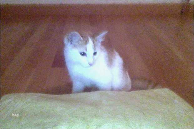 Katze Vermisst Vorlage Gut Katze Vermisst Aus Salzburg Umgebung