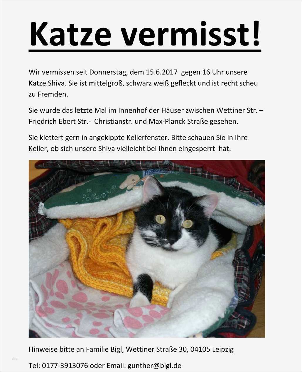 Katze Vermisst Vorlage Inspiration Vermisste Katzen