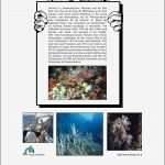 Katze Vermisst Vorlage Luxus Ausgezeichnet Tauche fort Galerie Ideen fortsetzen