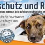 Katze Vermisst Vorlage Luxus Ungewöhnlich Haustier Verloren Vorlage Zeitgenössisch