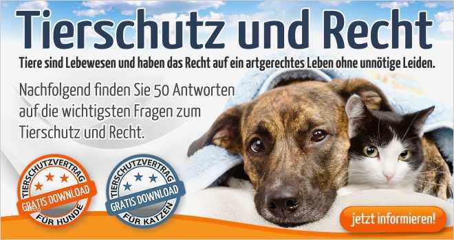 Katze Vermisst Vorlage Luxus Ungewöhnlich Haustier Verloren Vorlage Zeitgenössisch