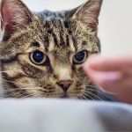 Katze Vermisst Vorlage Neu Ungewöhnlich Haustier Verloren Vorlage Zeitgenössisch