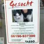 Katze Vermisst Vorlage Schönste Katze Vermisst Krümmel