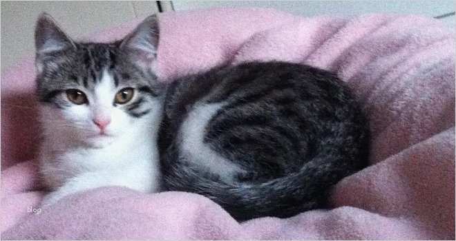 Katze Vermisst Vorlage Süß Katze Vermisst Wer Hat Kater Dombili Gesehen Radio